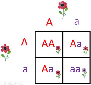El cuadro de Punnett