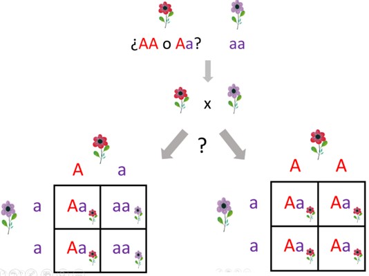 El cuadro de Punnett